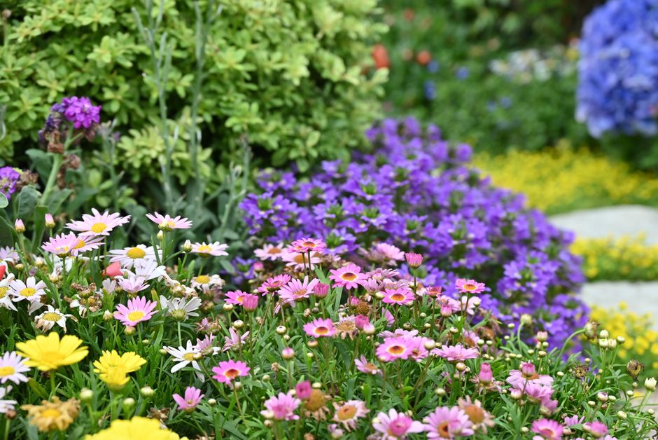 Annuals vs Perennials: Which Flowers Give Better Value Long-Term?