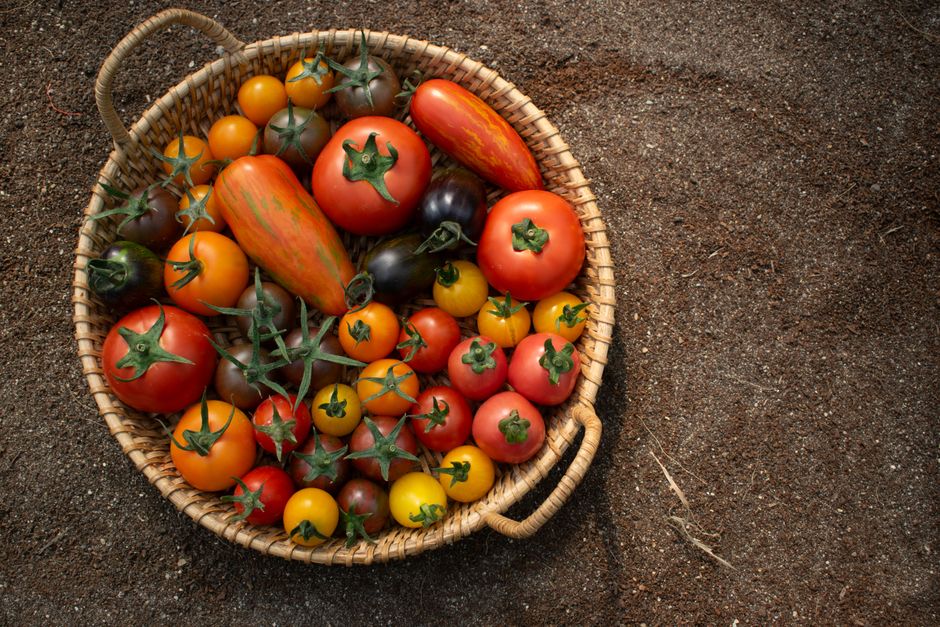 Why Heirloom Tomato Seeds Deliver Harvests Worth Saving