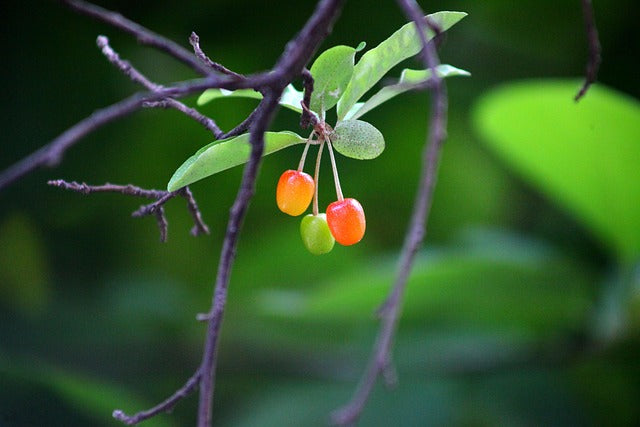 Have Your Plants and Shrubs Survived the Heat?