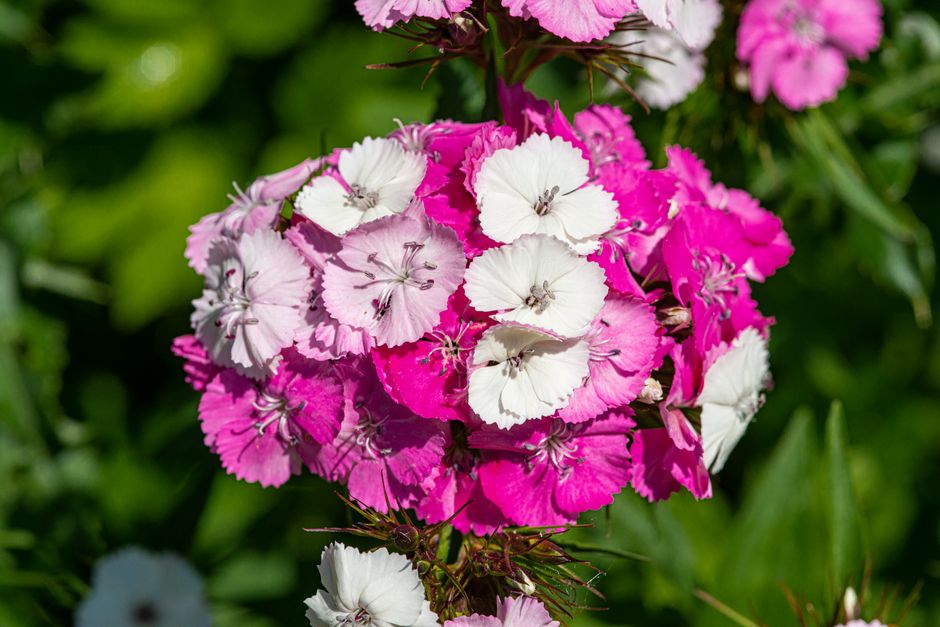 How to Grow, Harvest and Protect Sweet William: A Complete Gardening Playbook