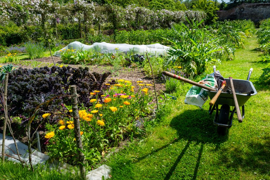 Companion Planting Combinations That Boost Your Vegetable Yield Naturally
