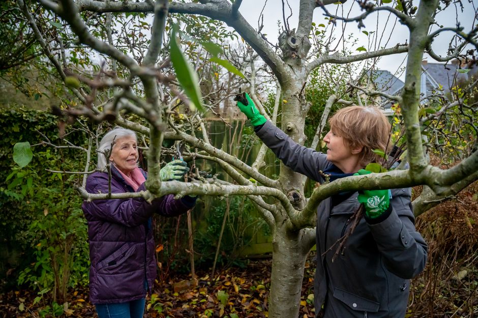 Trimming Fruit Trees in September: Which to Prune Now and Which to Leave Until Spring