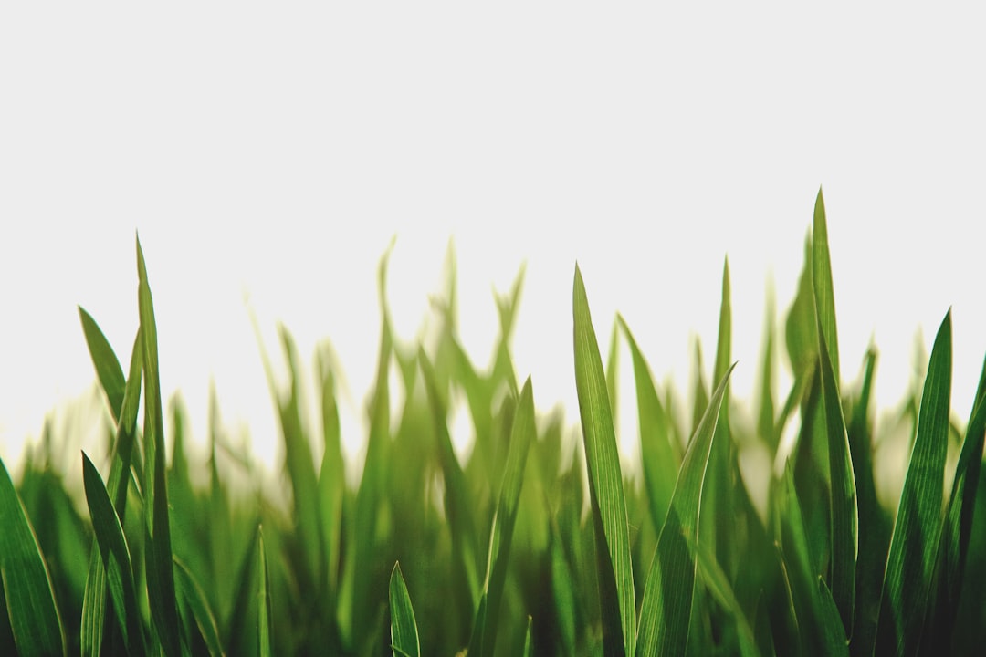Keep Your Grass Healthy All Year Round: A Step-by-Step Lawn Care Guide