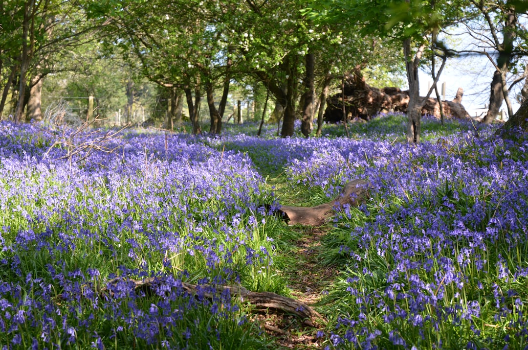How to Grow, Harvest and Protect Spanish Bluebells in Your Garden