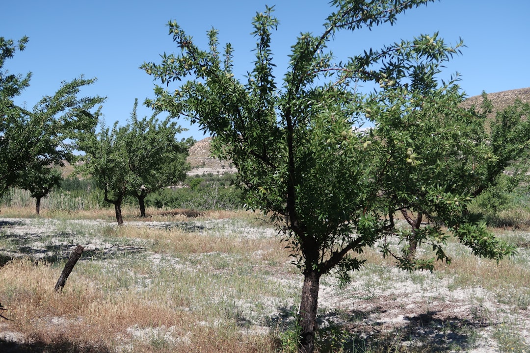 How to Bring Fruit Trees Back After 9 Weeks of Heat Wave Damage