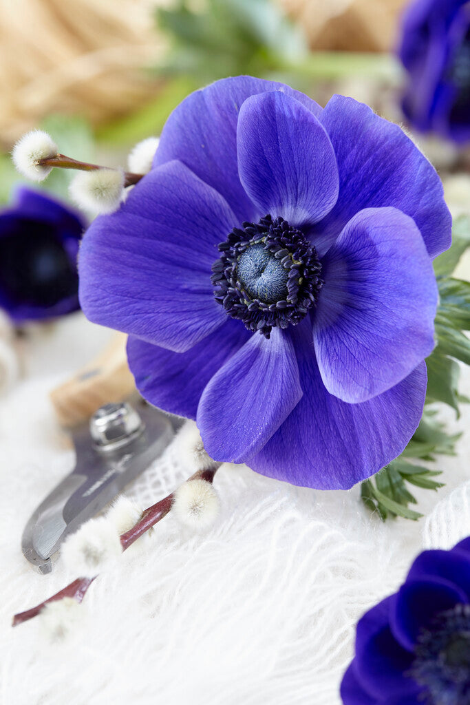 Anemone