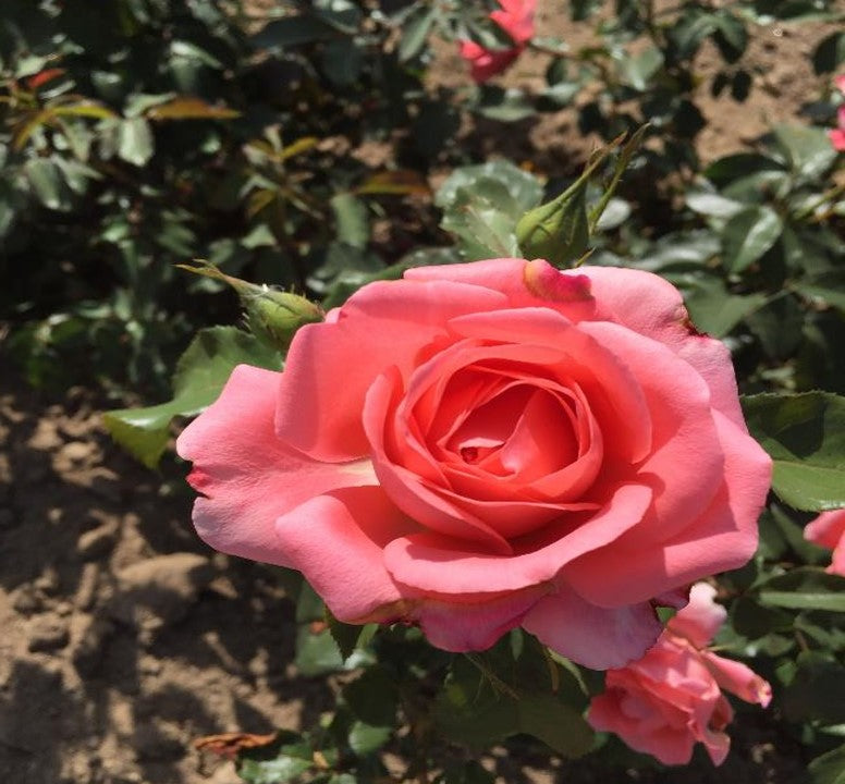 Fragrant Roses