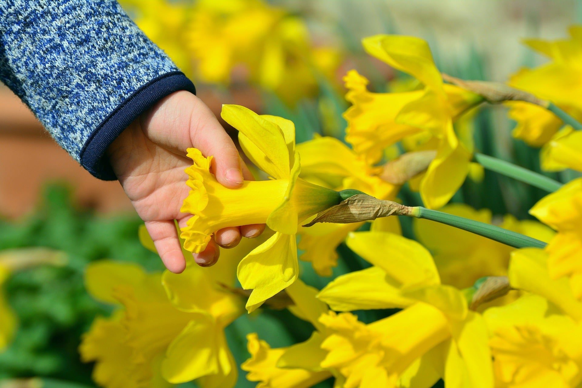 Spring Flowering