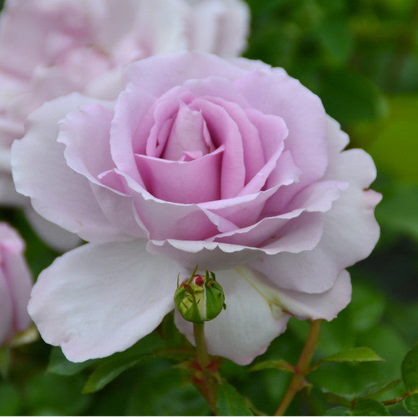 Floribunda Rose