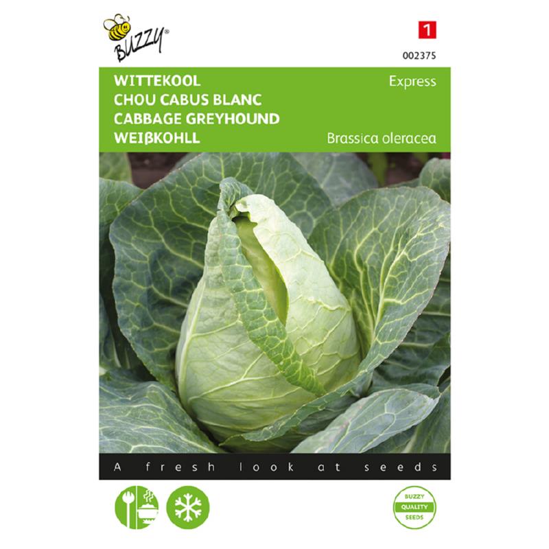 Cabbage - Greyhound - 2g