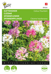 Spiderflower - Colour Fountain - 0,5 g