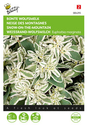 Snow-On-The-Mountain - 15 Seeds