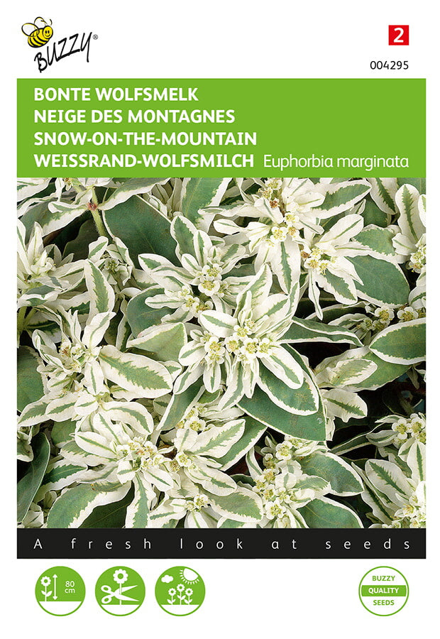 Snow-On-The-Mountain - 15 Seeds