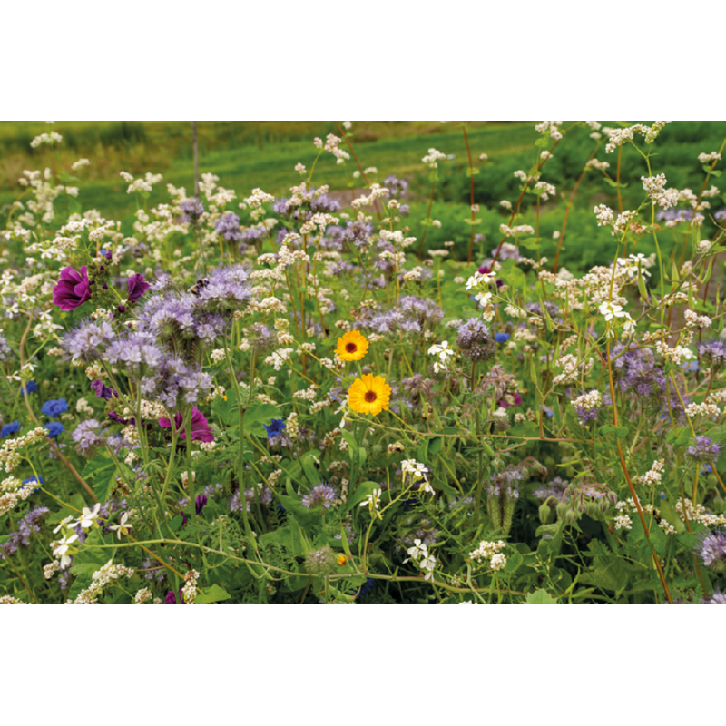 Friendly Flowers XL - BIO Tubinger mix - 50m²