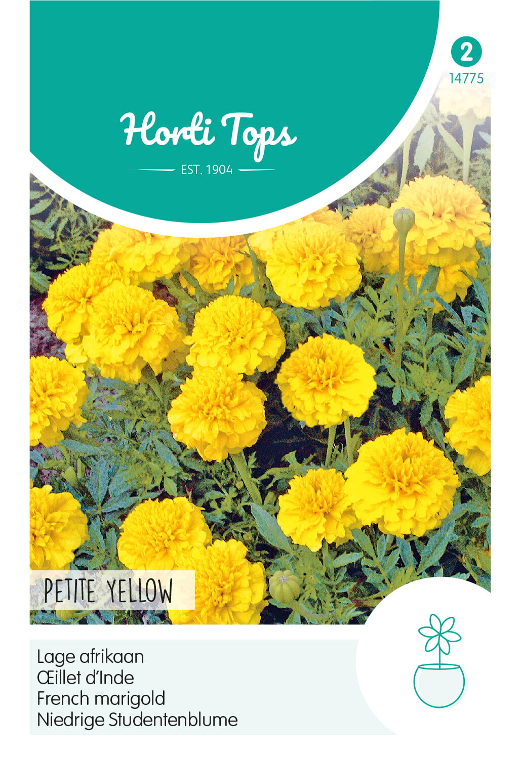 Französische Studentenblume – Petite Yellow – 1 g