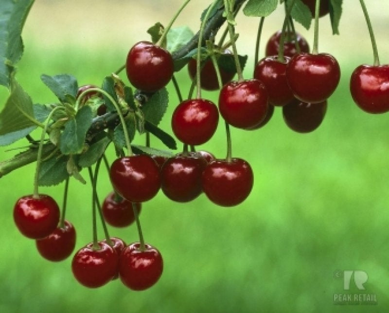 Semi Dwarf Sour Cherry Tree - ‘Kelleriis 16’