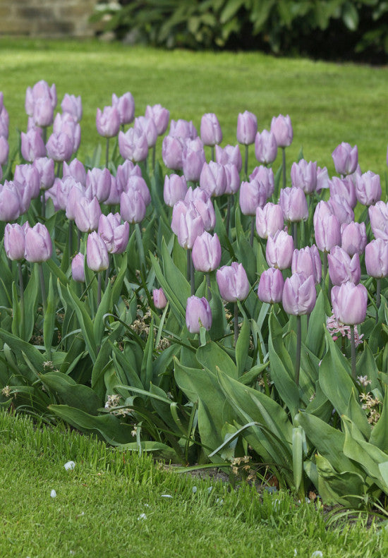 Purple tulips in a garden with green grass and foliage.