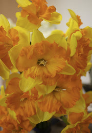 Daffodil - Congress - 12/14