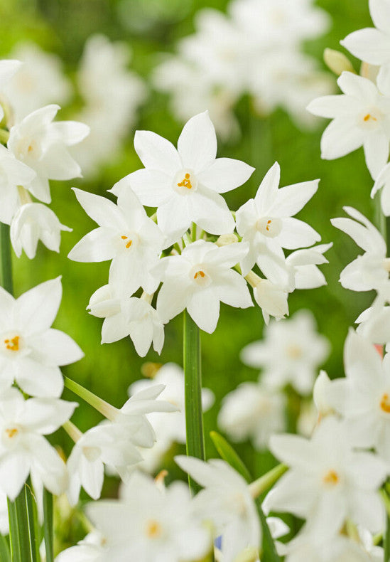 Daffodil - Paperwhite Ziva - 16/18