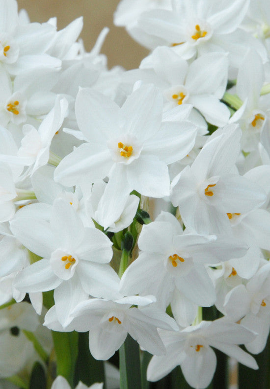 Daffodil - Paperwhite Ziva - 16/18