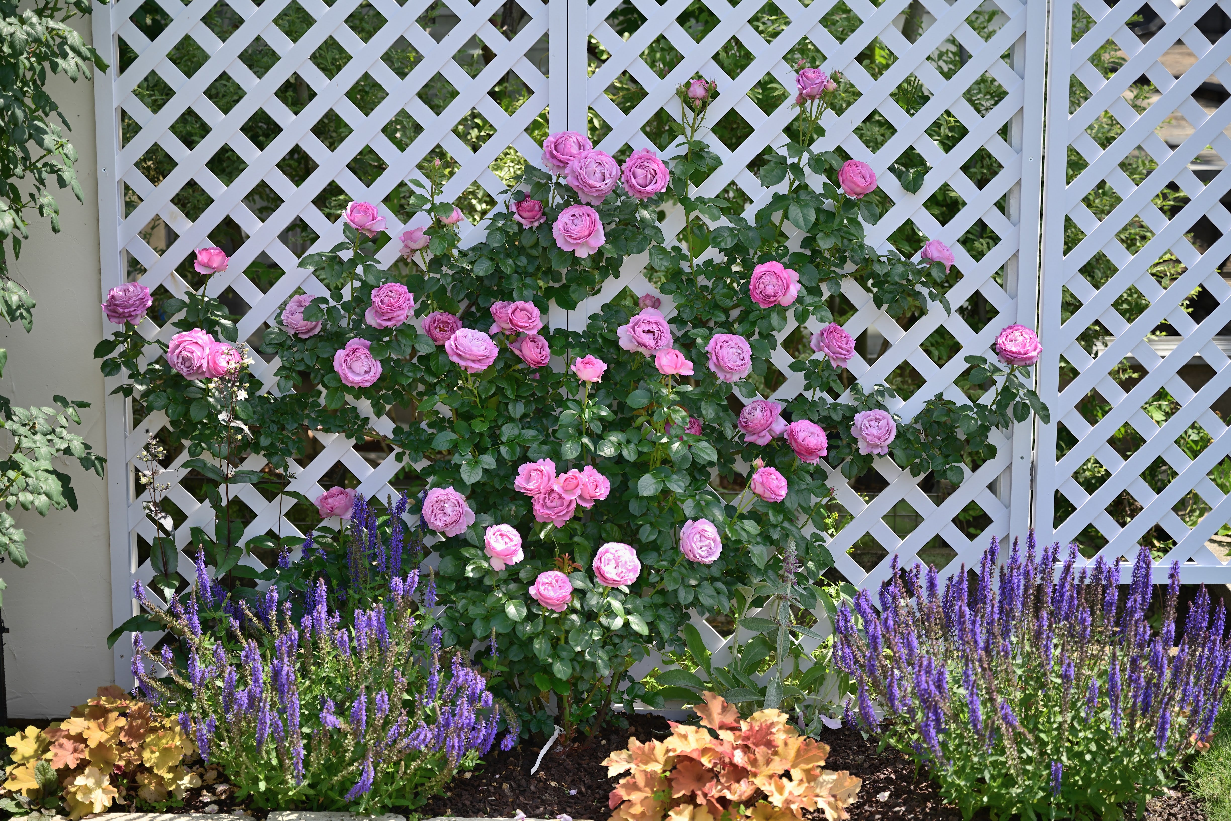 Floribunda Rose - Alexandra David Neel®