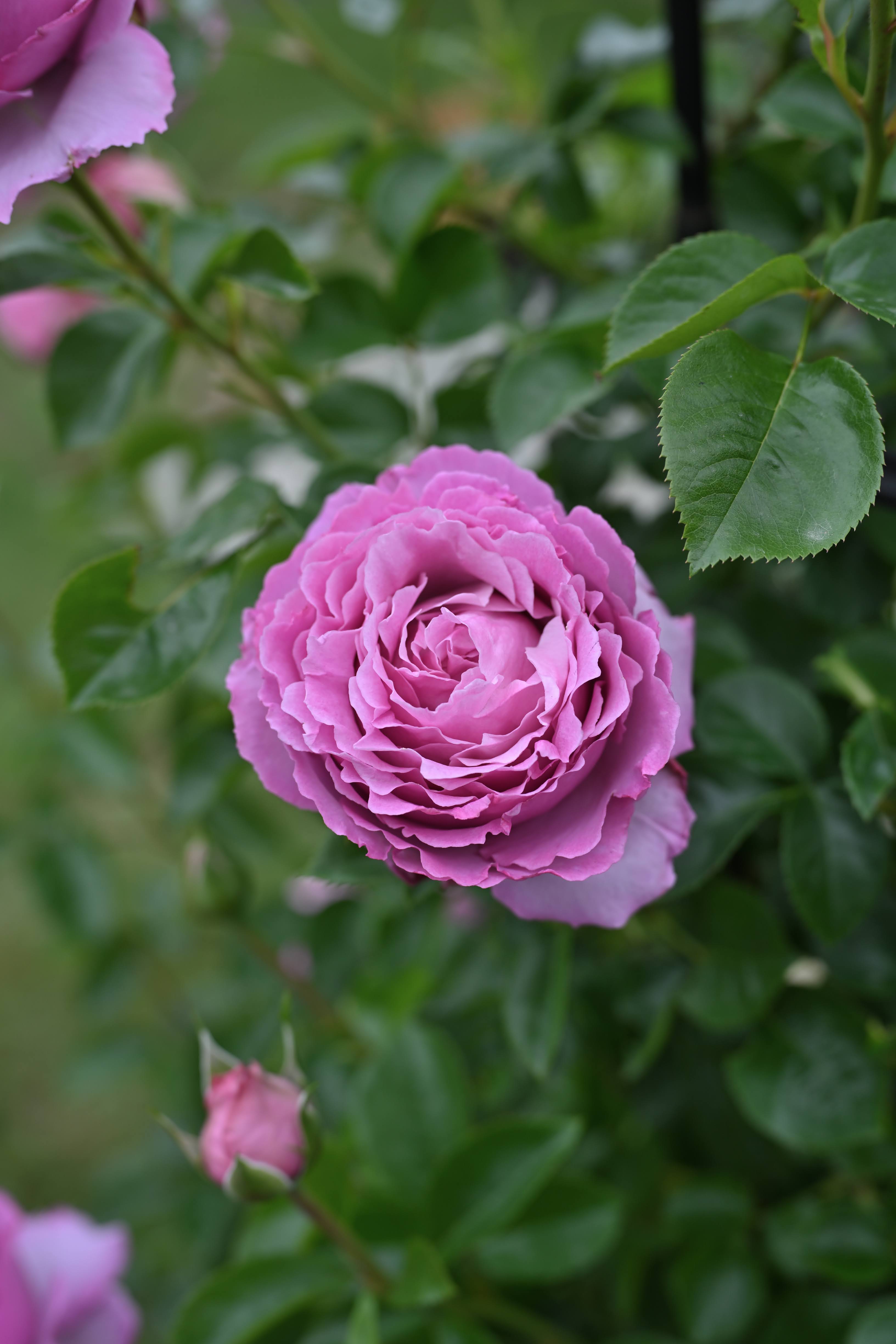 Floribunda Rose - Alexandra David Neel®