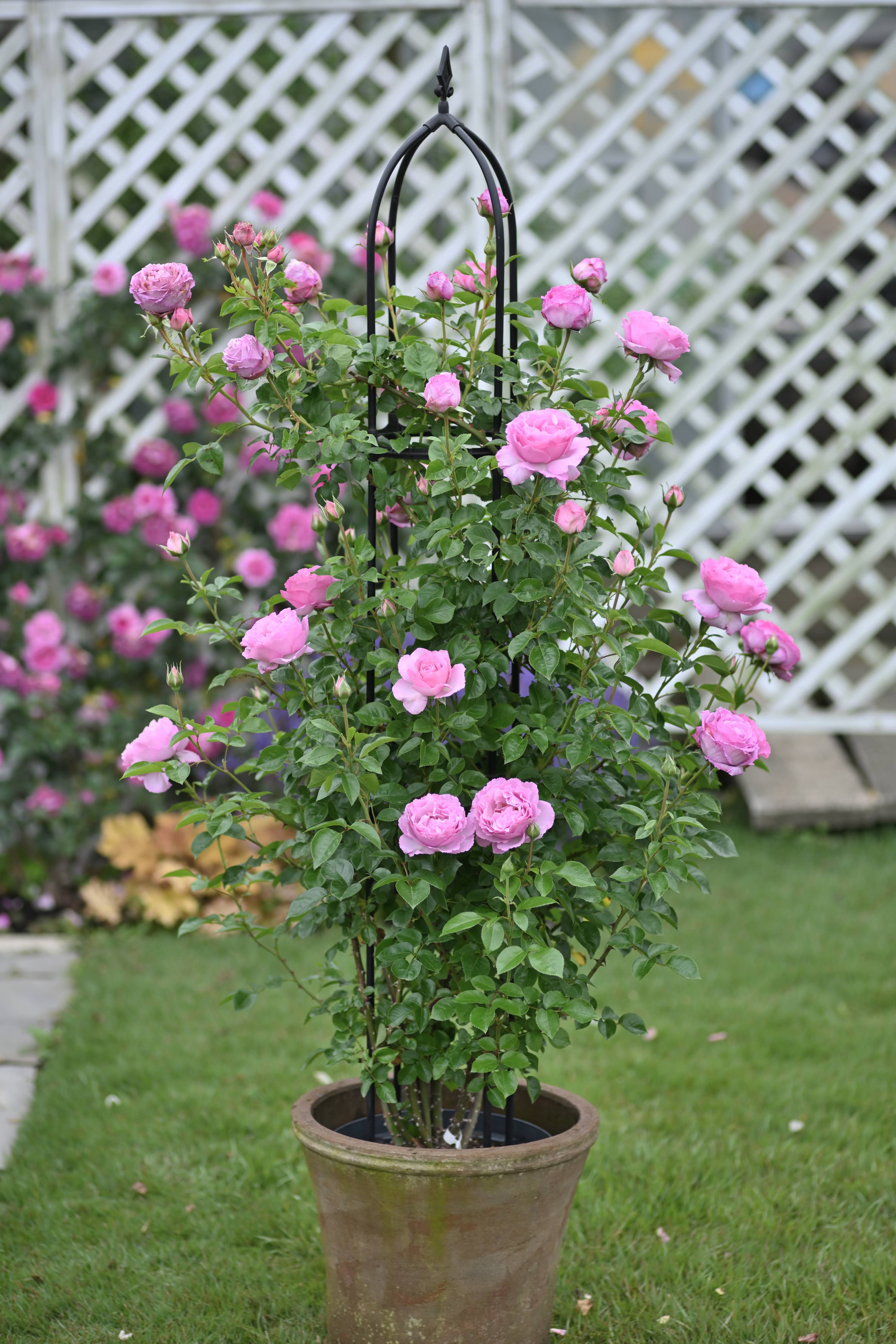 Floribunda Rose - Alexandra David Neel®