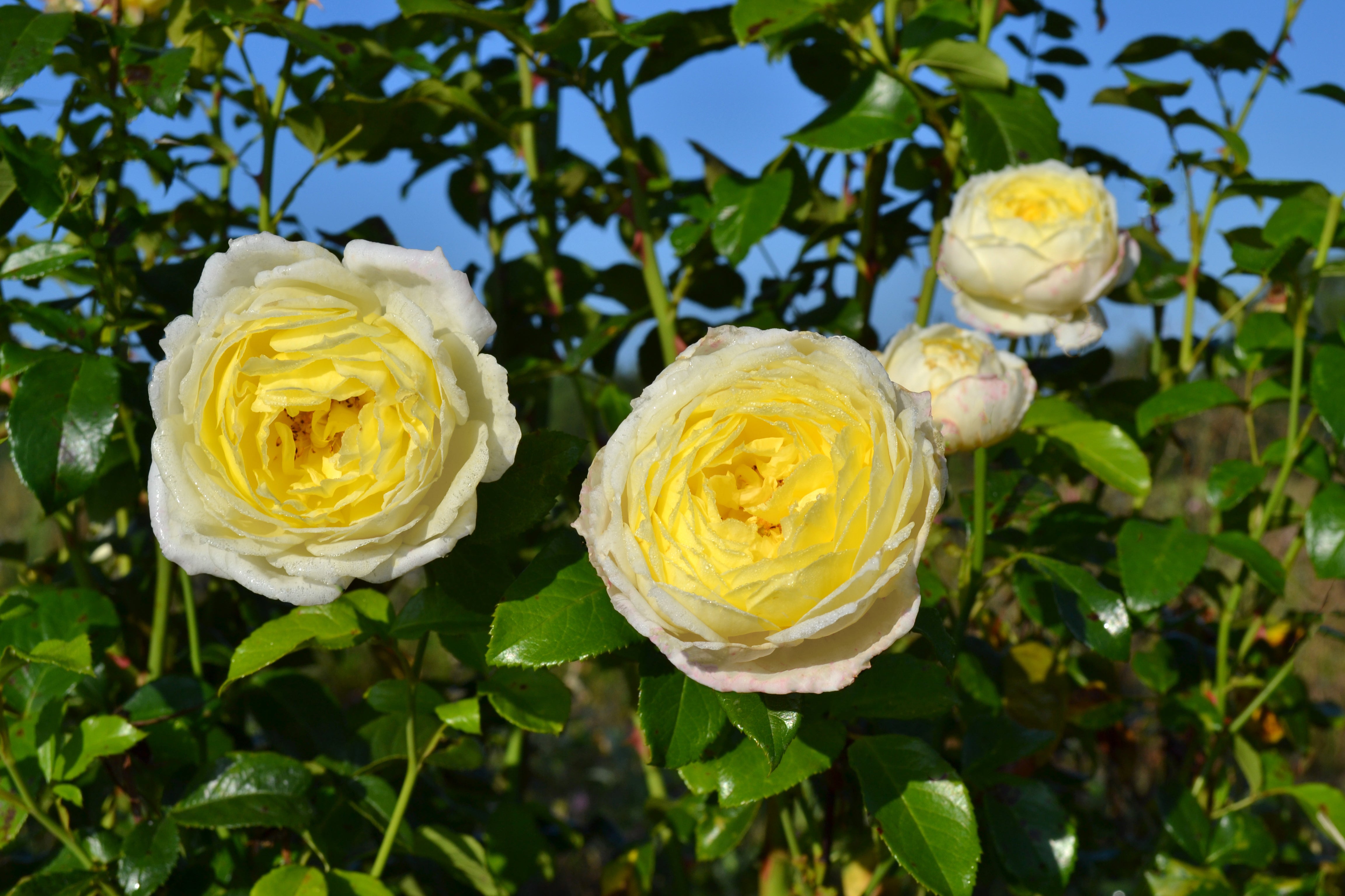 Climbing Rose - Amnesty International®
