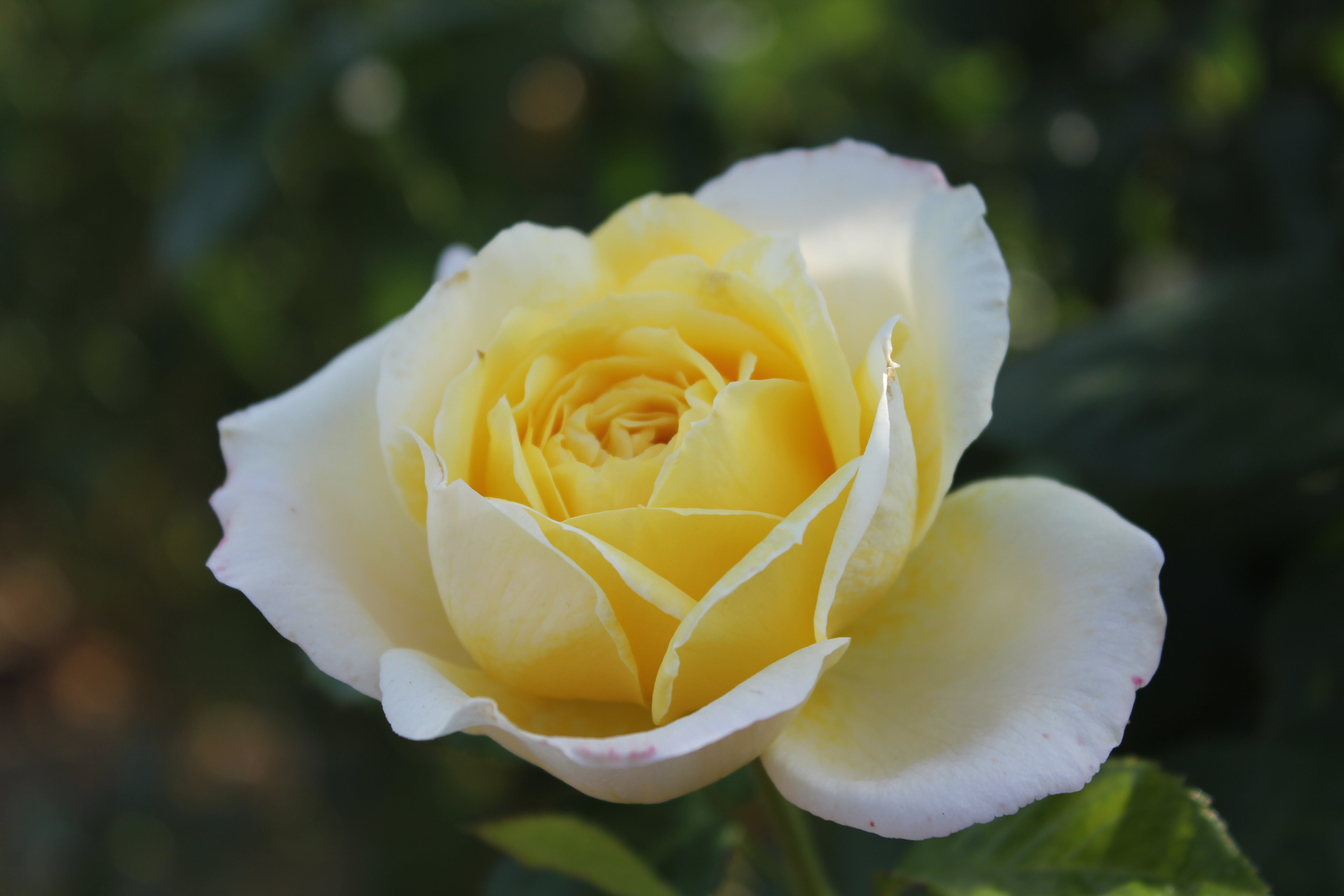 Climbing Rose - Amnesty International®