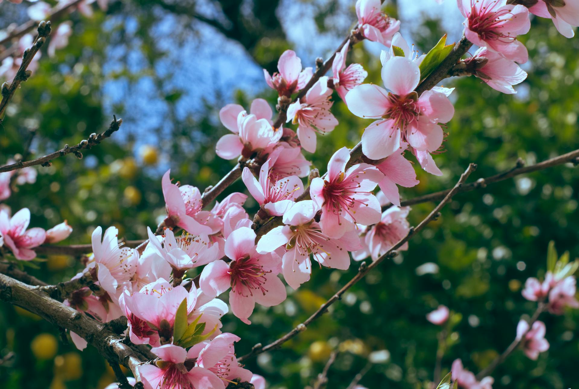 Semi Dwarf Apricot Tree