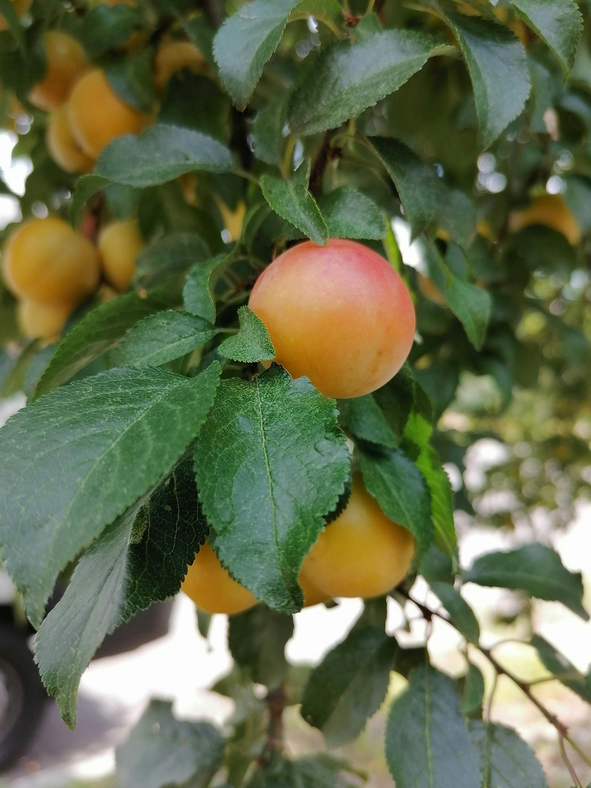 Semi Dwarf Apricot Tree