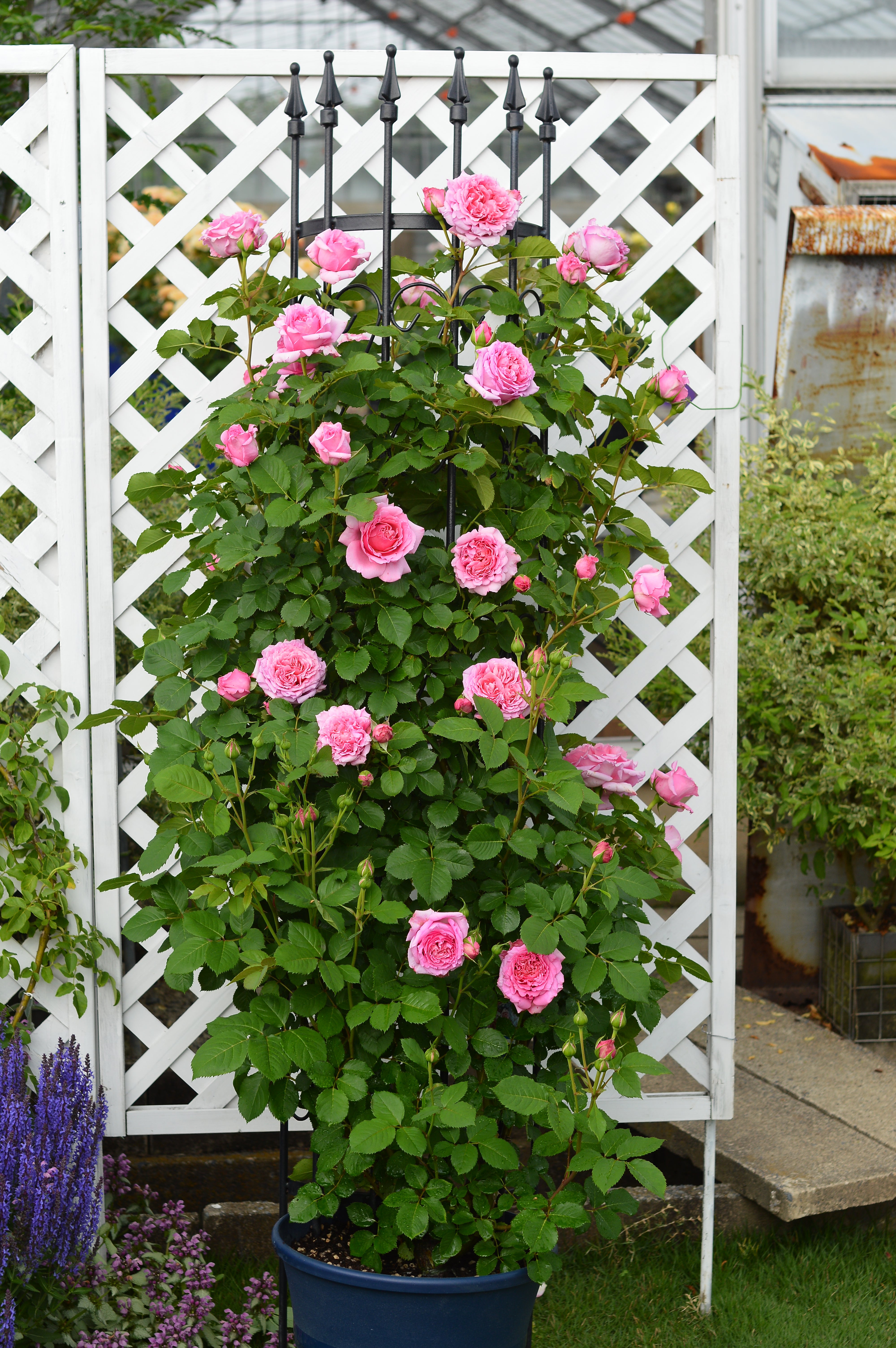 Floribunda Rose - Bienvenue®