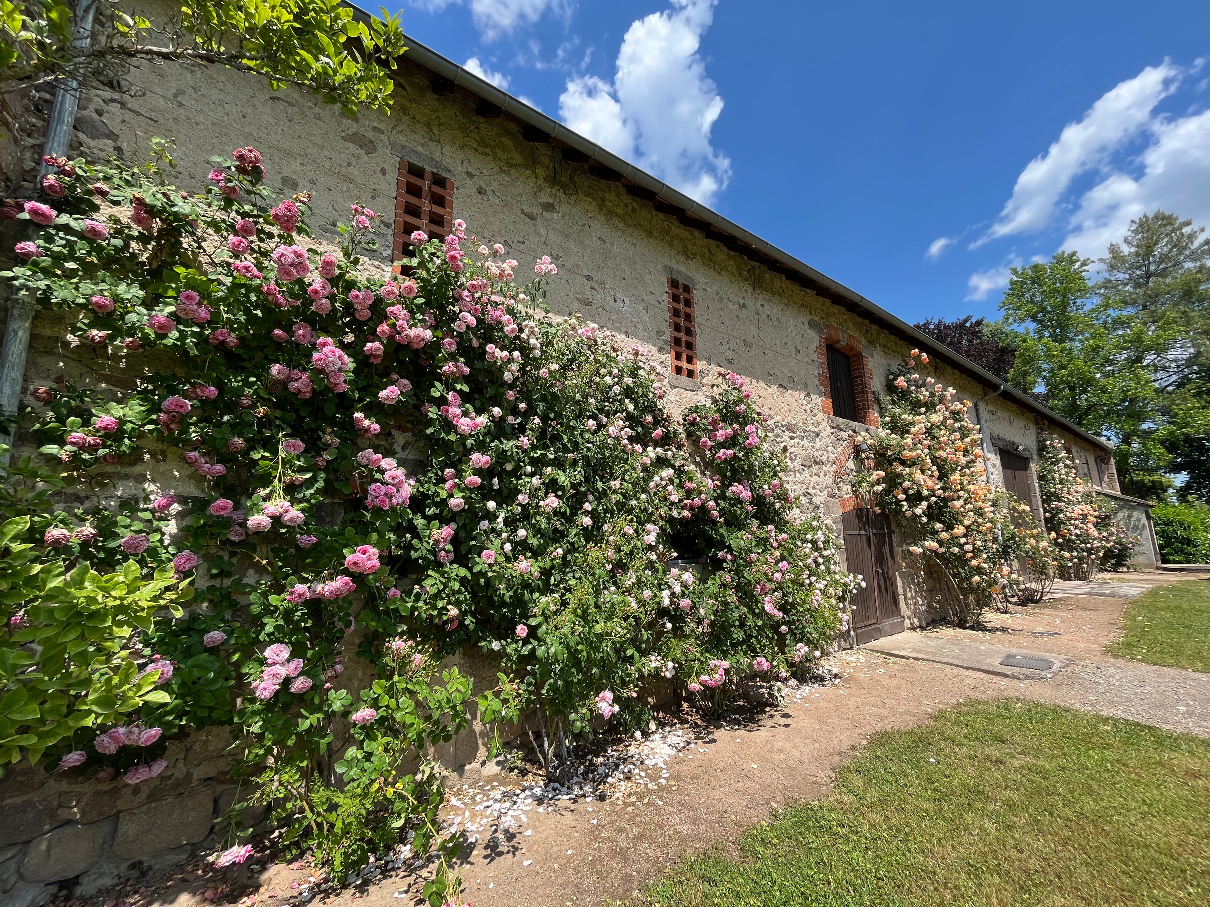 Floribunda Rose - Bienvenue®