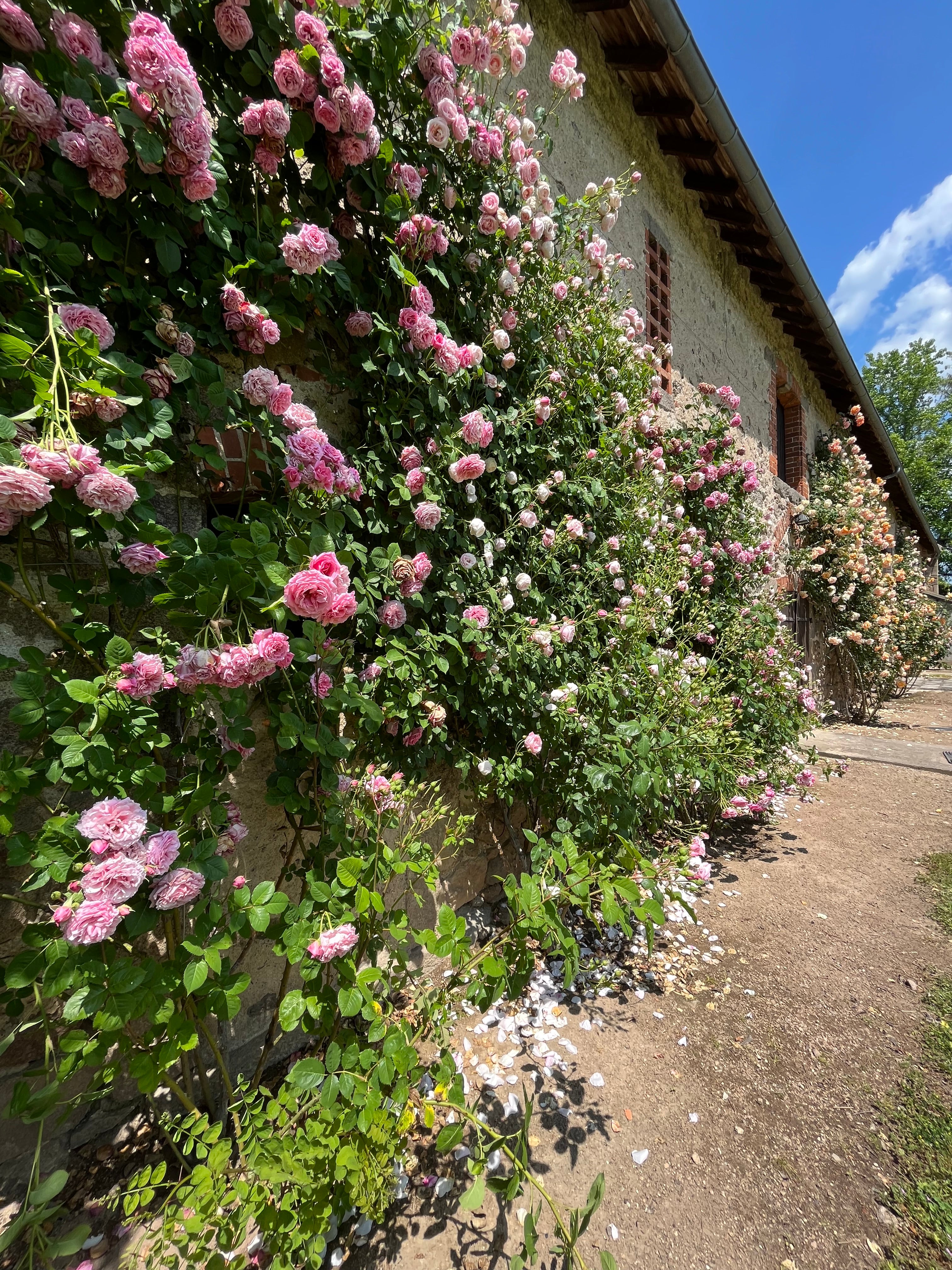 Floribunda Rose - Bienvenue®