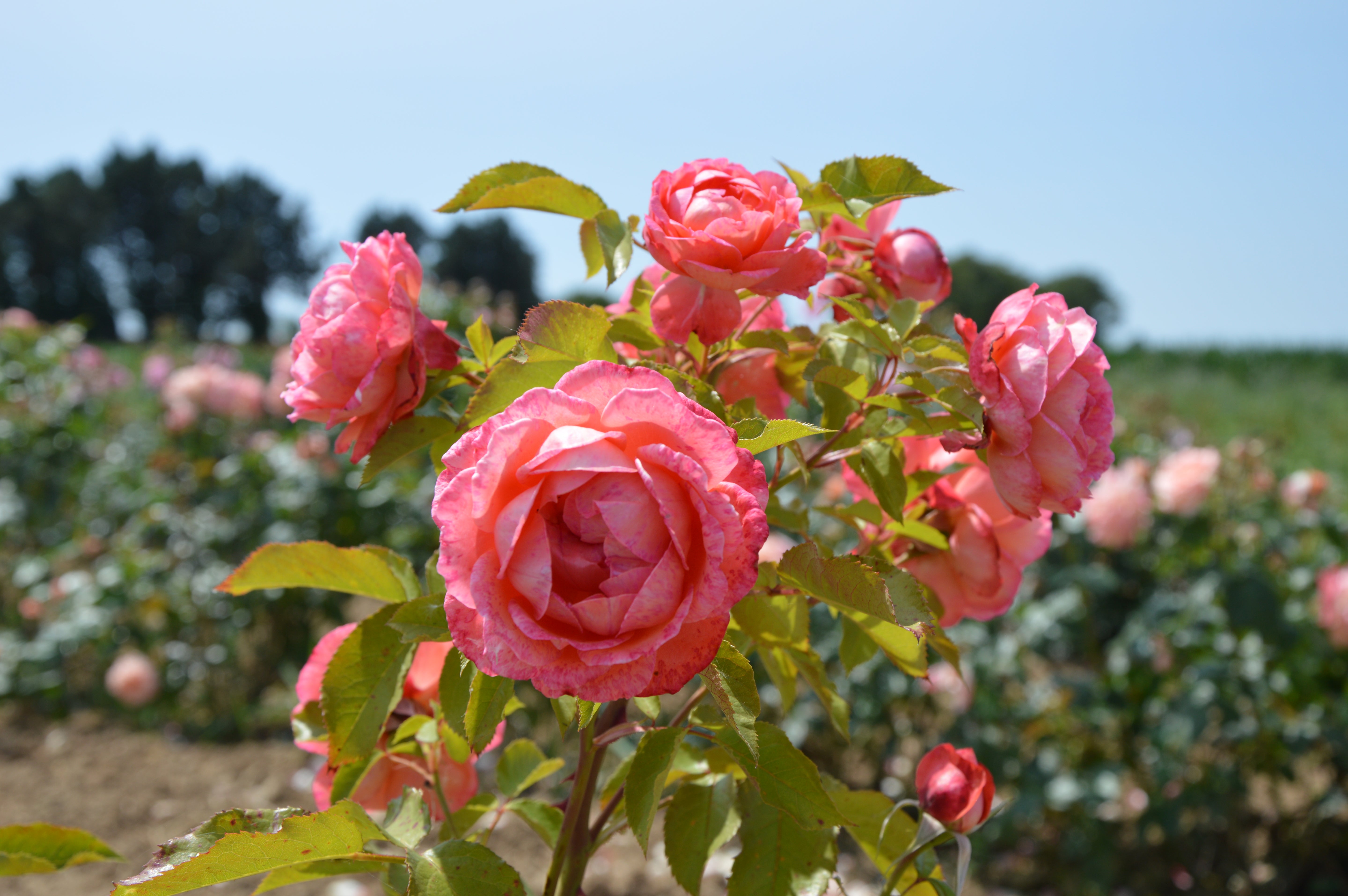 Floribunda Rose - Bijou Corail®
