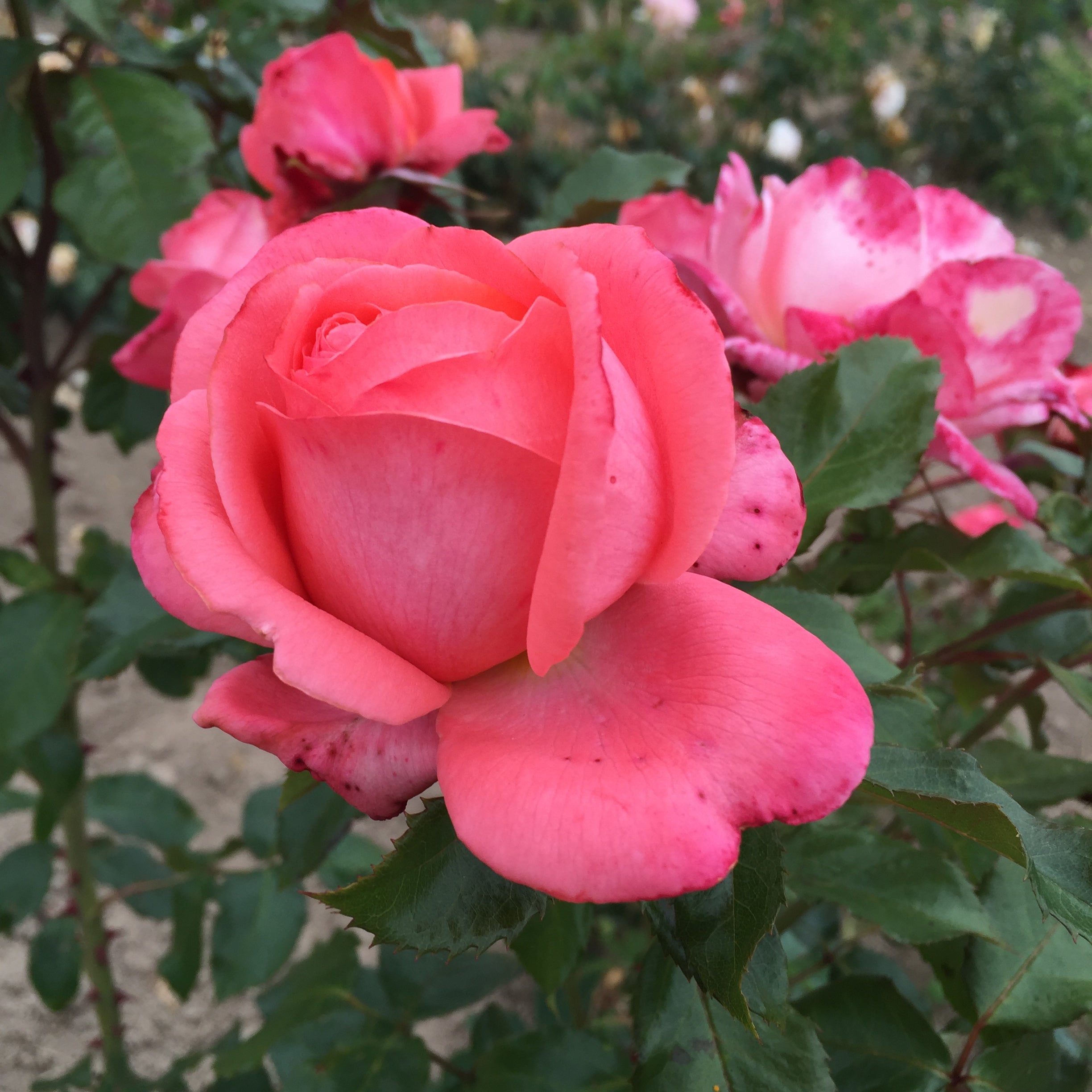 Floribunda Rose - Bijou Corail®