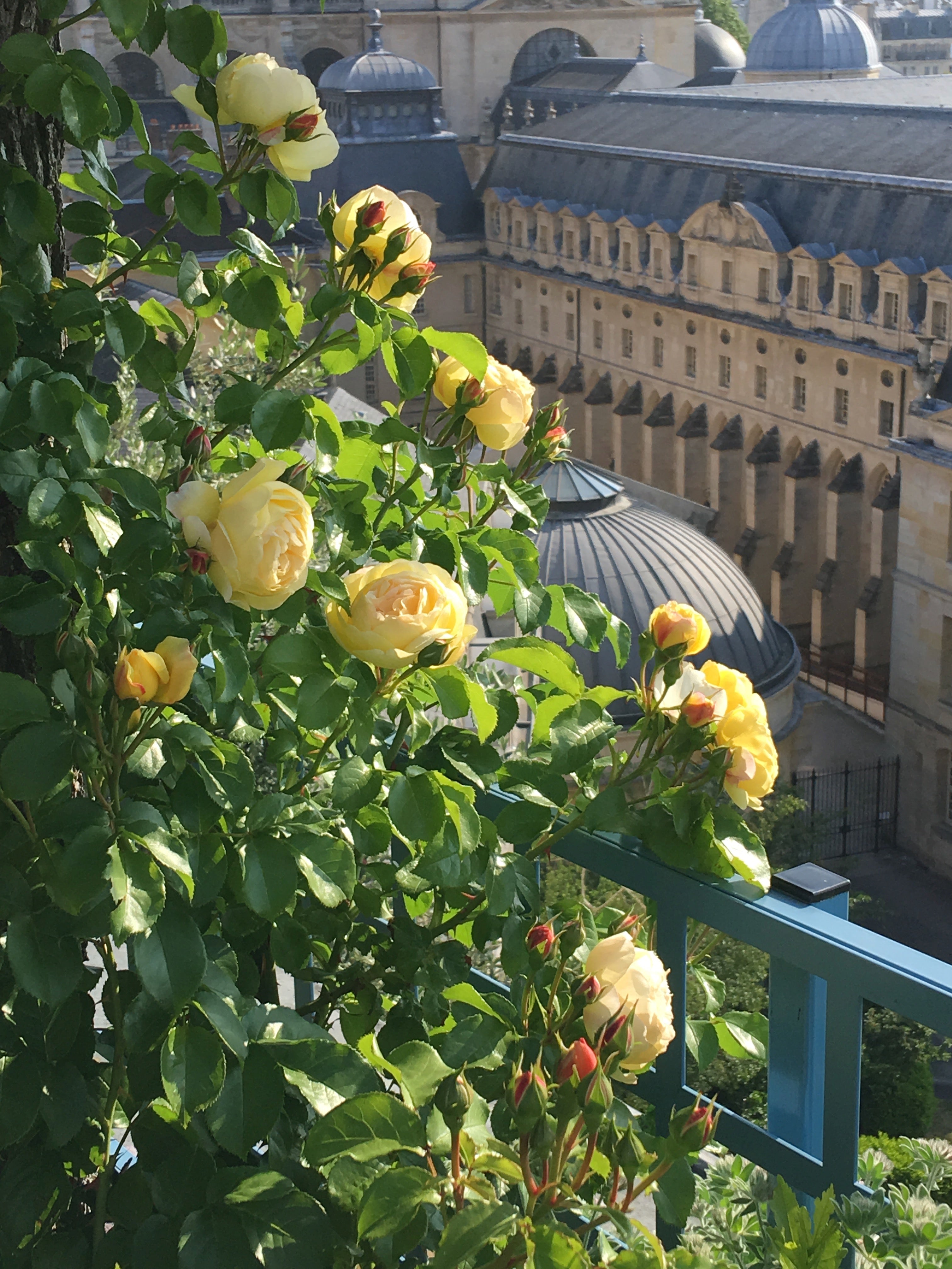 Floribunda Rose - Château de Cheverny®