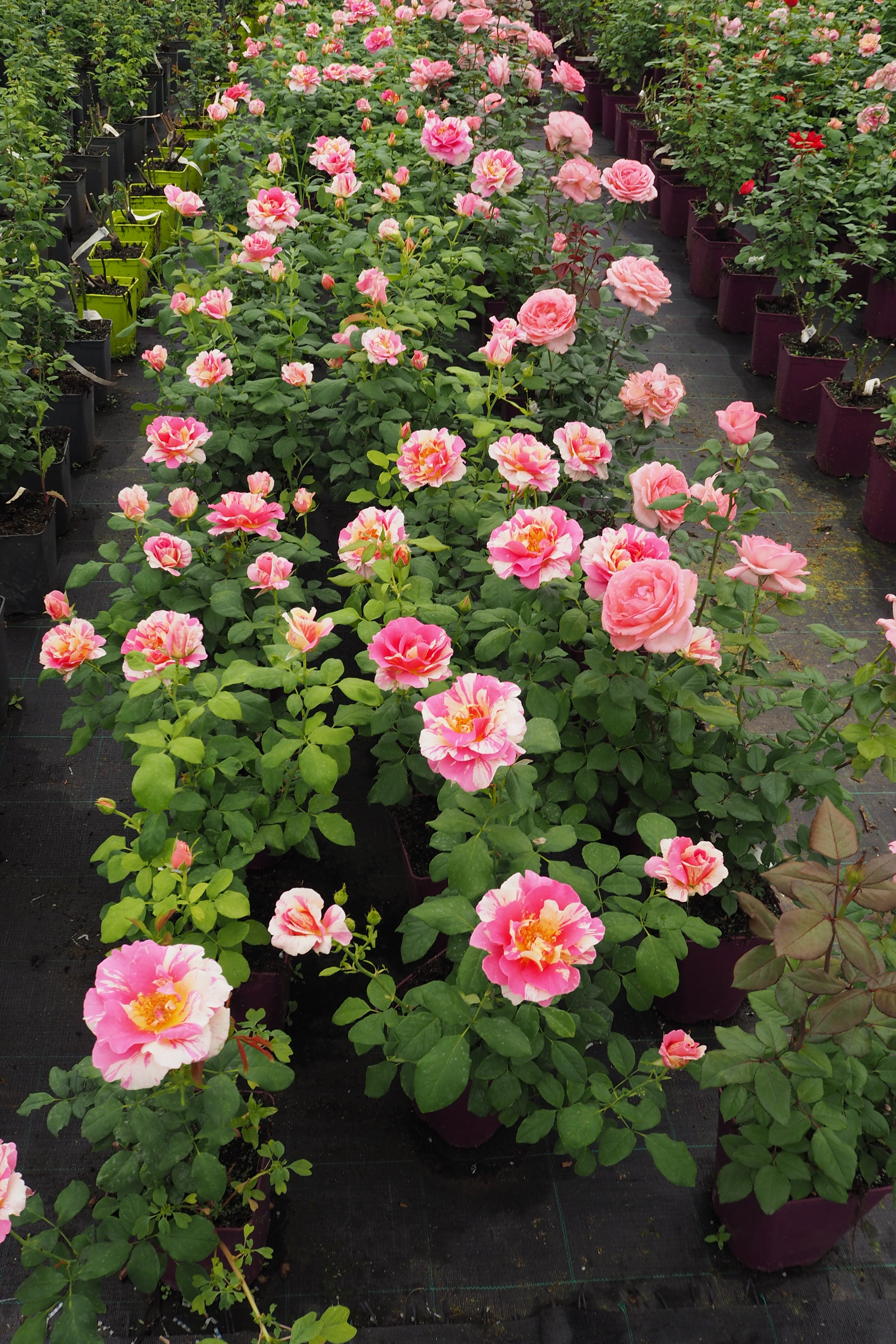 Hybrid Tea Rose - Claude Monet®