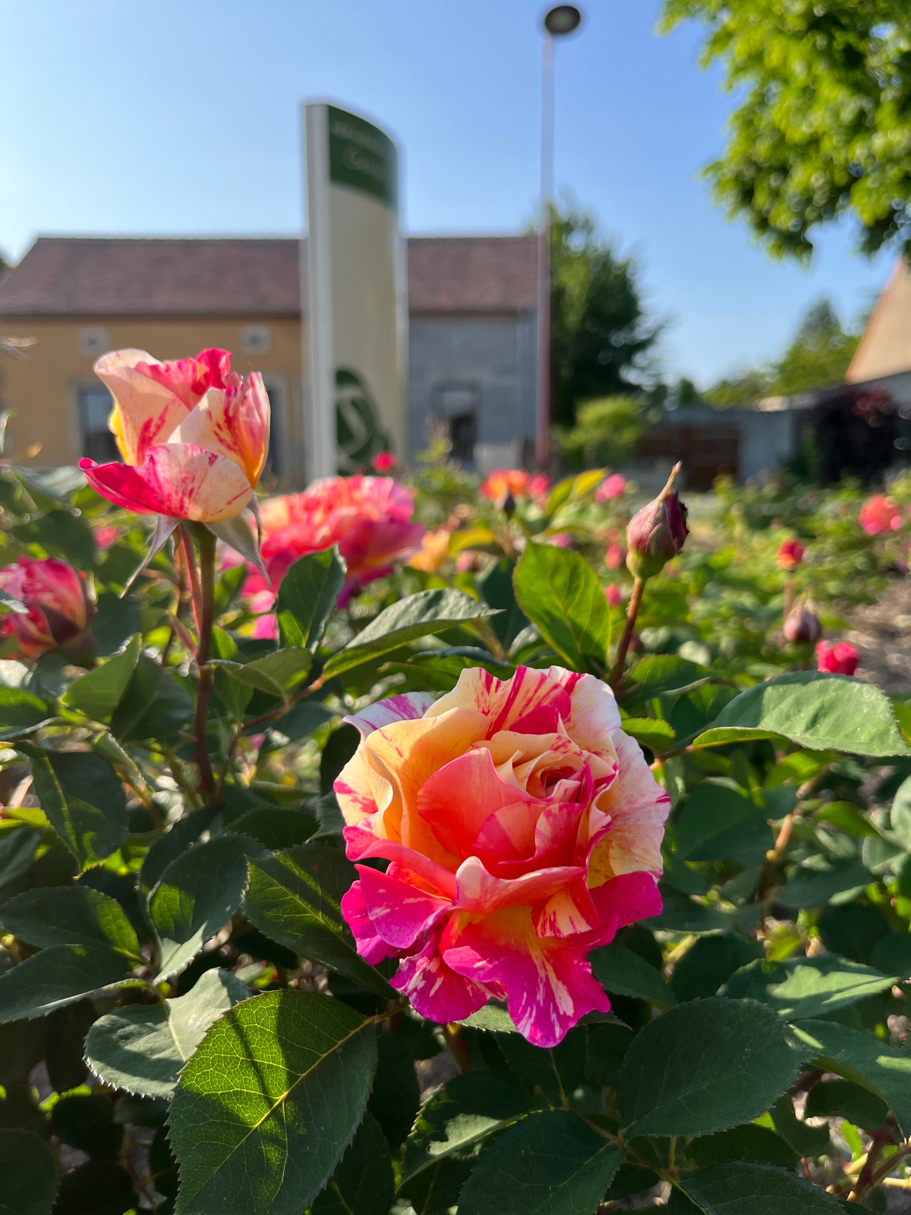 Hybrid Tea Rose - Claude Monet®