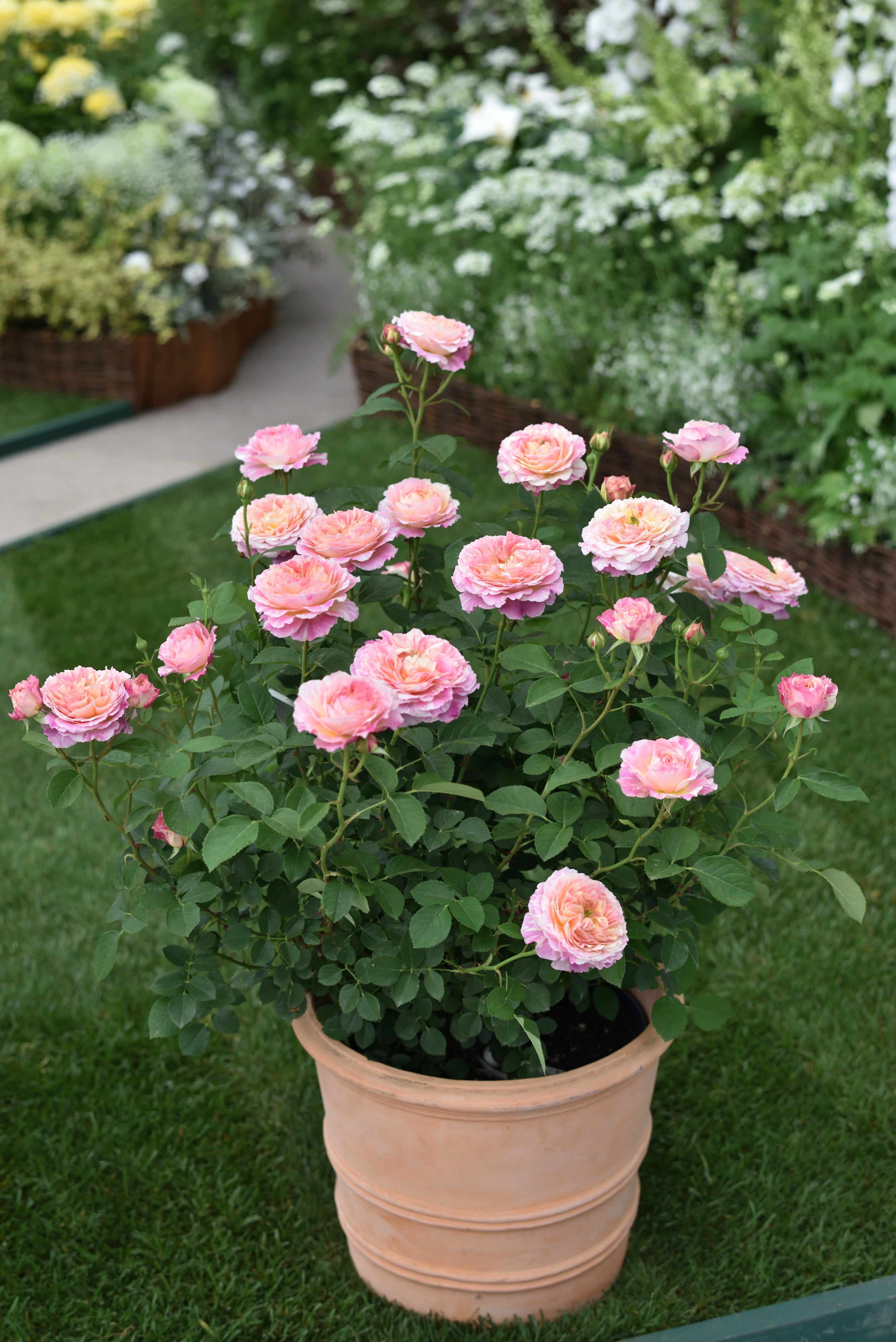 Hybrid Tea Rose - Claude Monet®