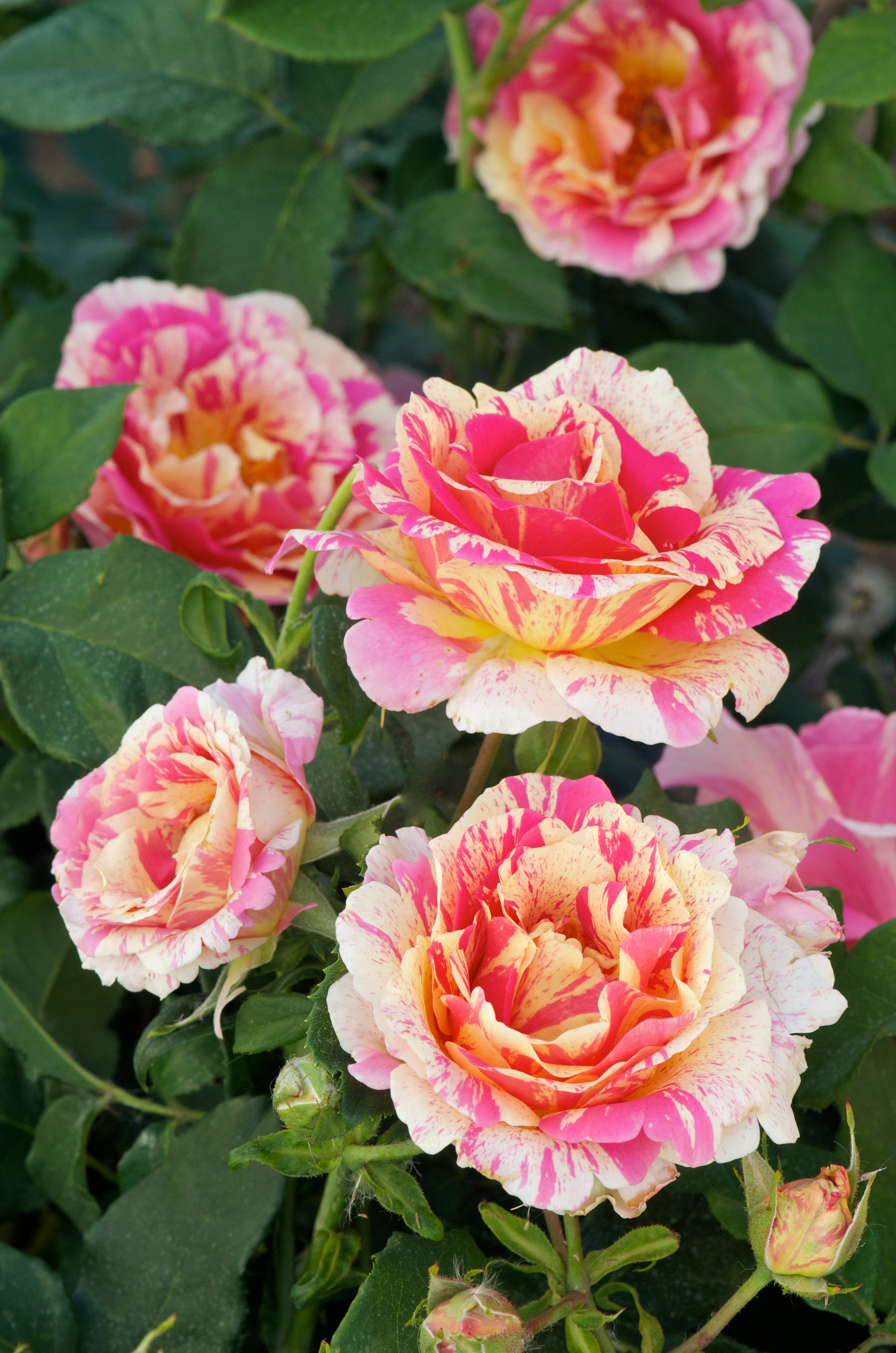 Hybrid Tea Rose - Claude Monet®