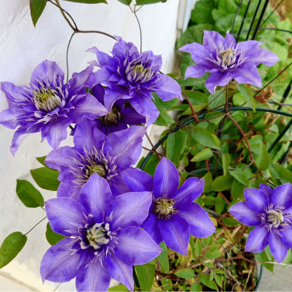 <strong>Plants & Perennials</strong>