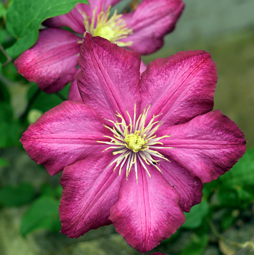 <strong>Plants & Perennials</strong>