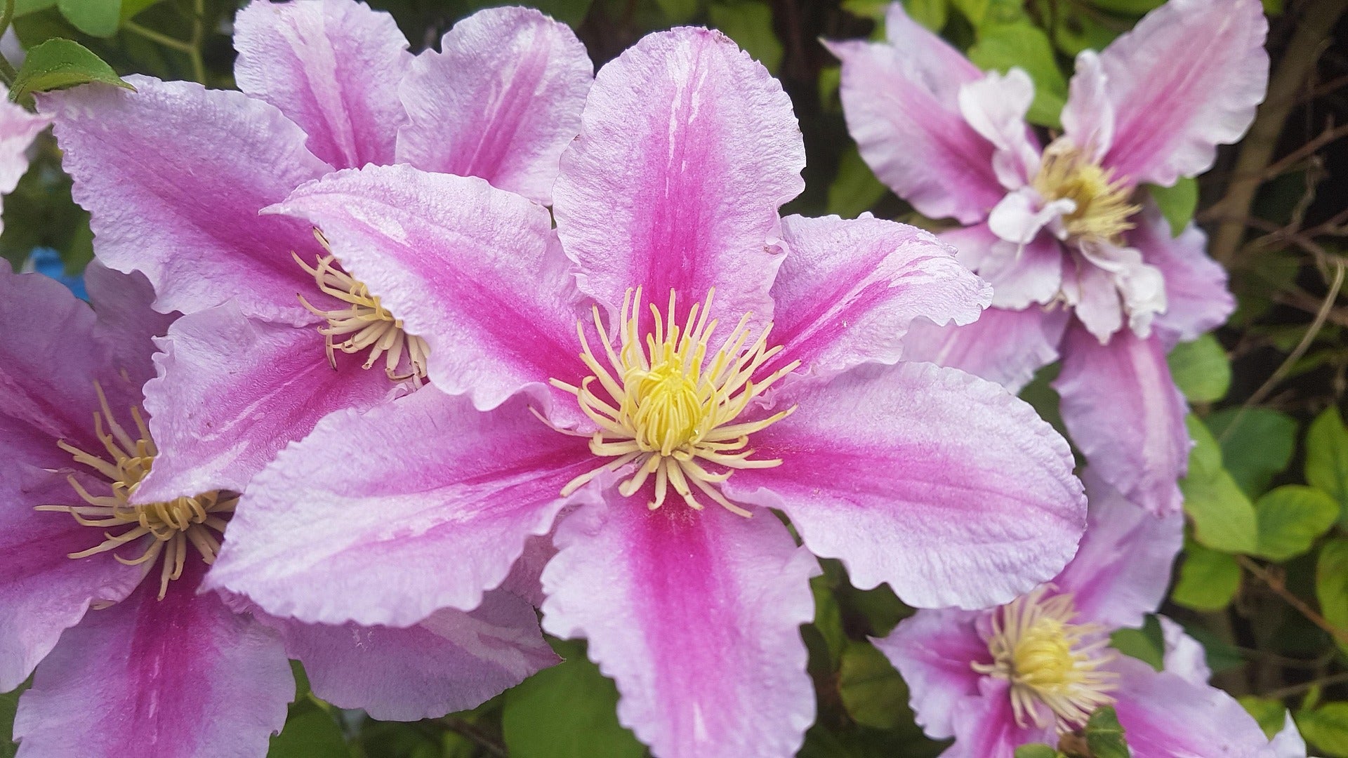 Clematis - Hagley Hybrid-2