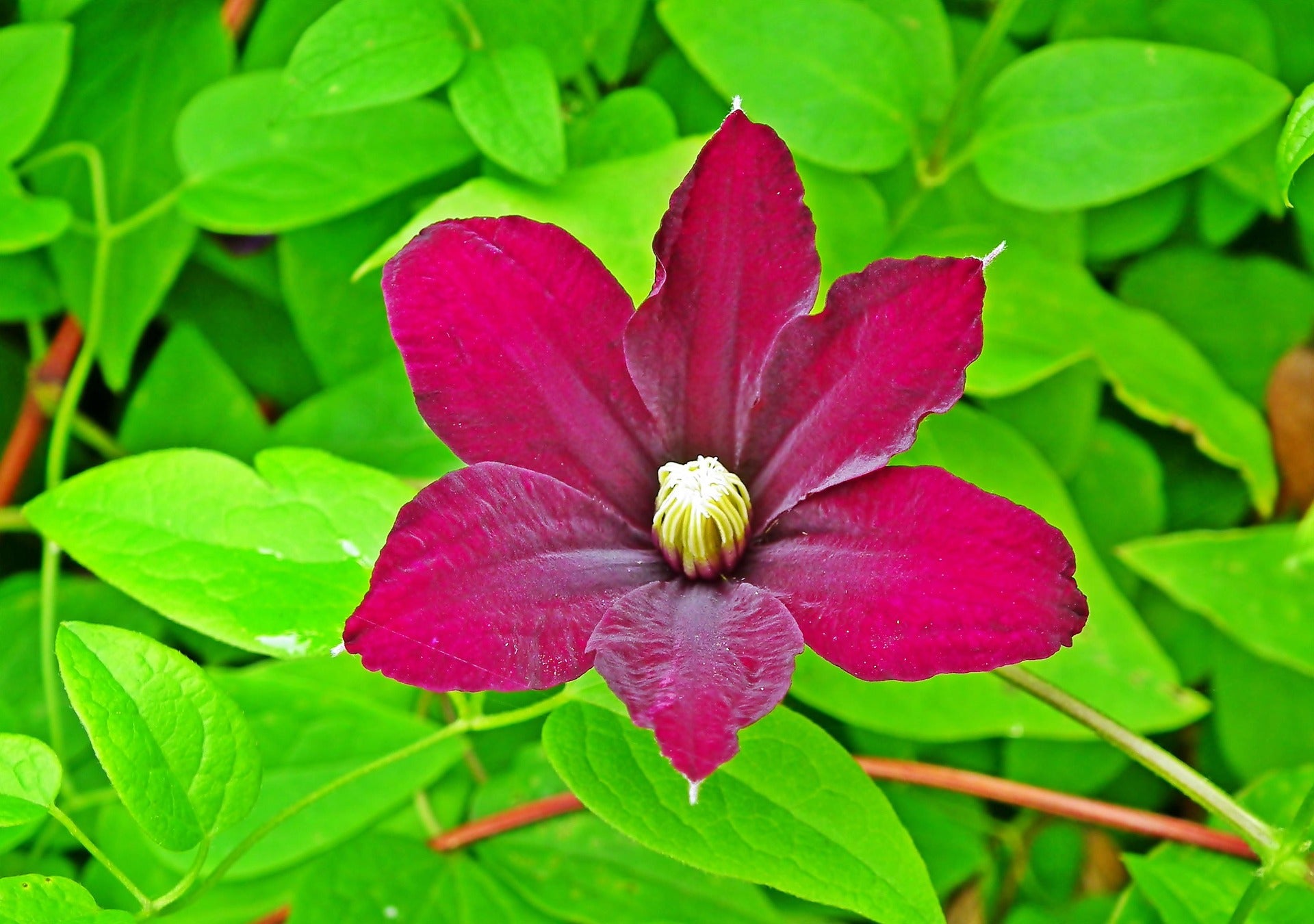 Clematis - Rouge Cardinal-1