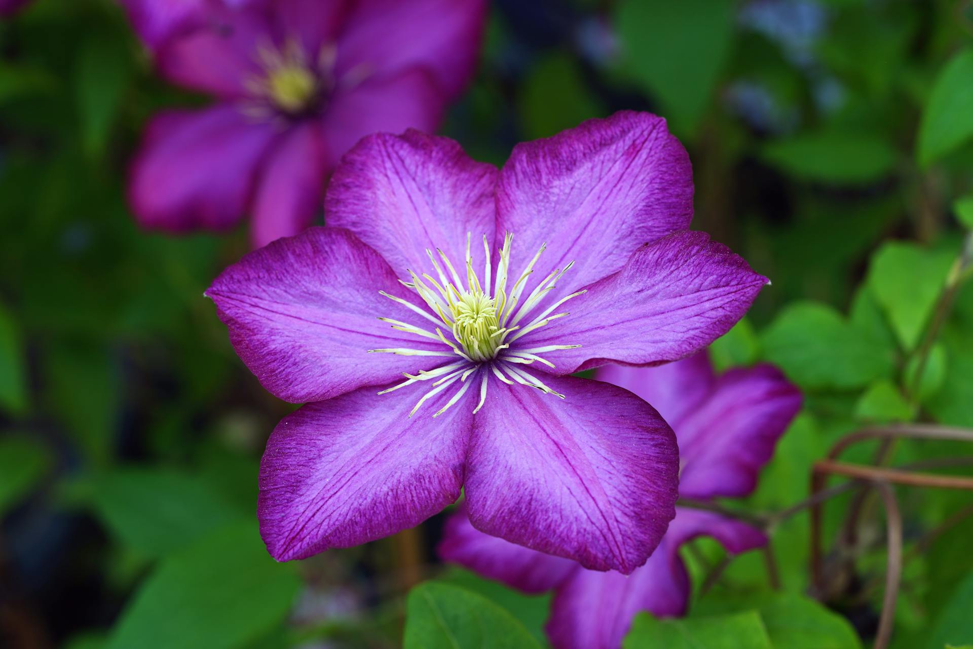 Clematis - Ville de Lyon-2