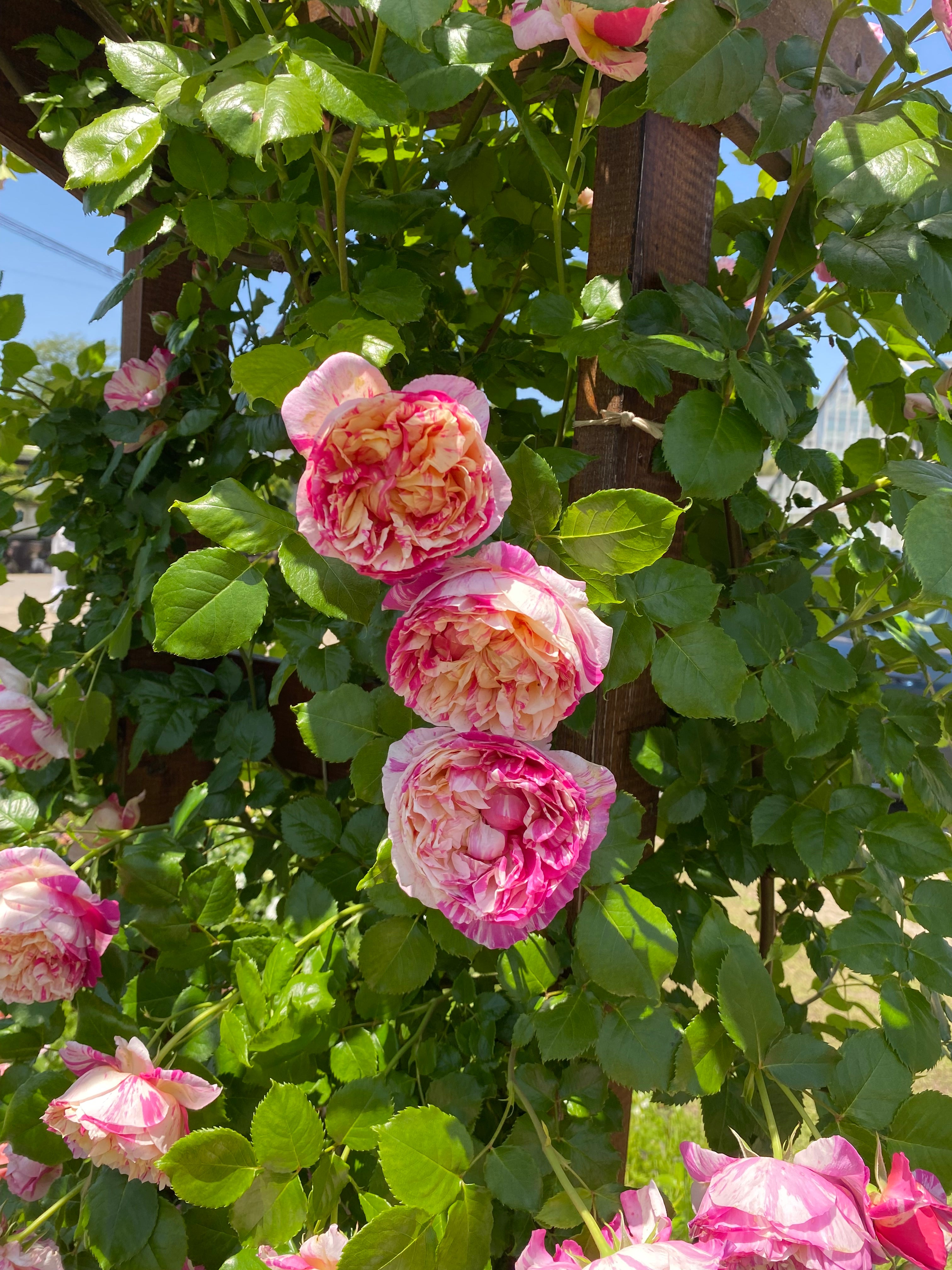 Climbing Rose - Julie Andrieu®-5