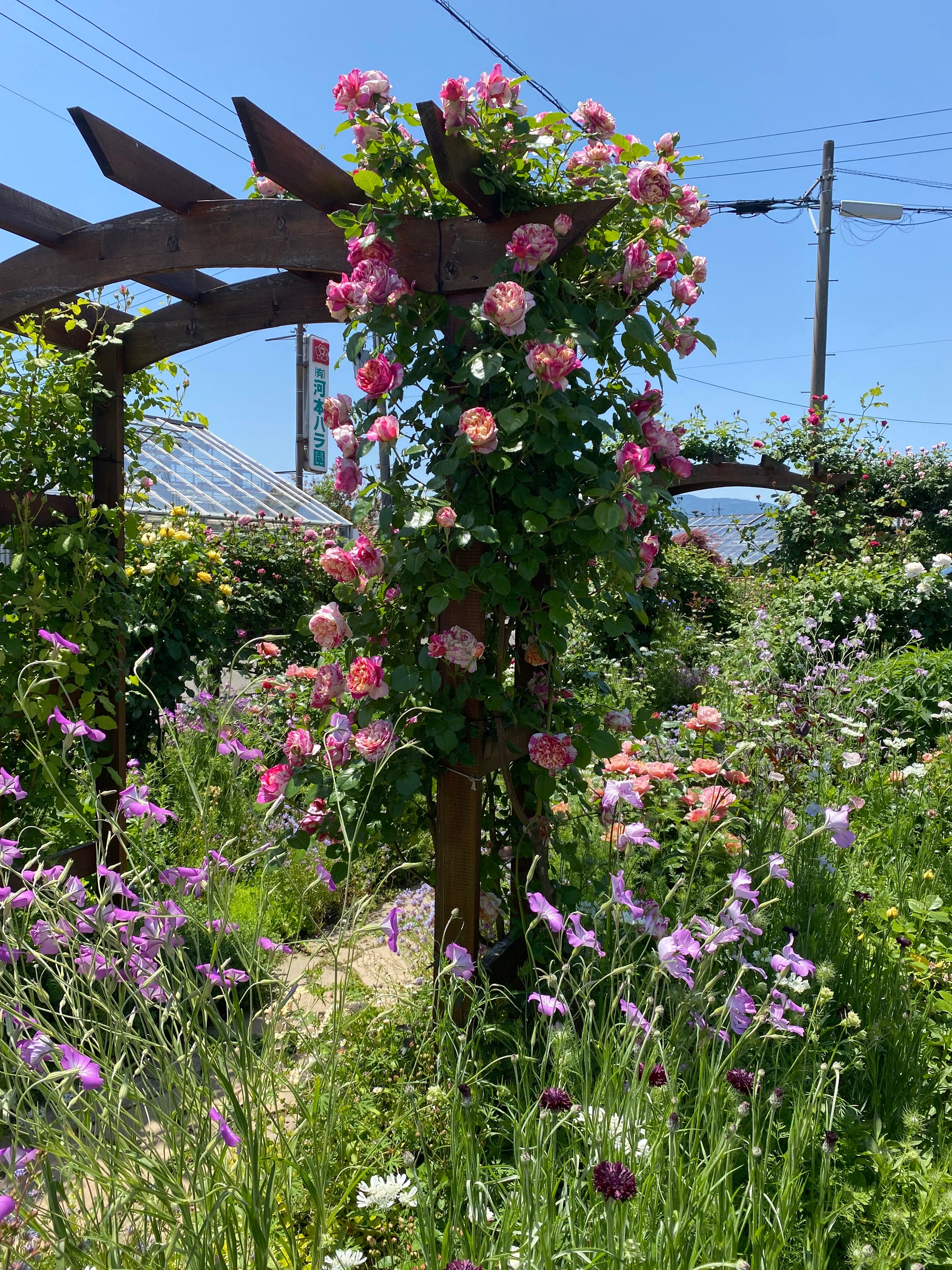 Climbing Rose - Julie Andrieu®-6