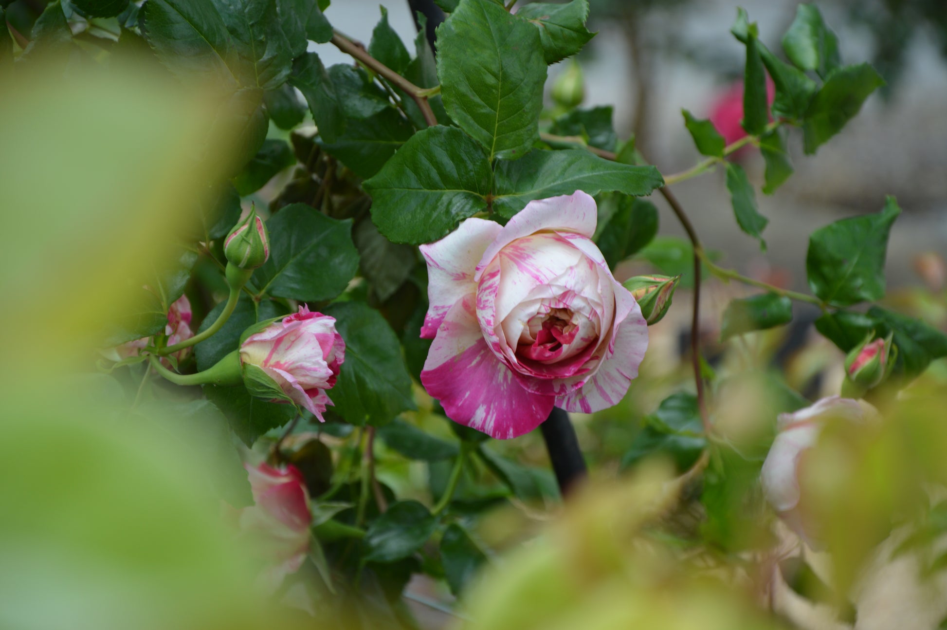 Climbing Rose - Julie Andrieu®-7