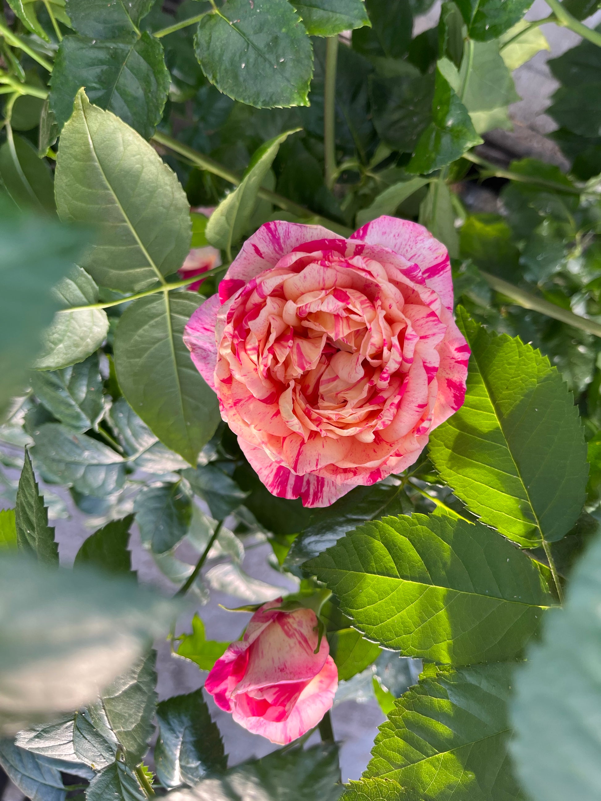 Climbing Rose - Julie Andrieu®-8